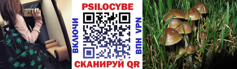 Купить  Кондрово  Псилоцибиновые грибы Cubensis 